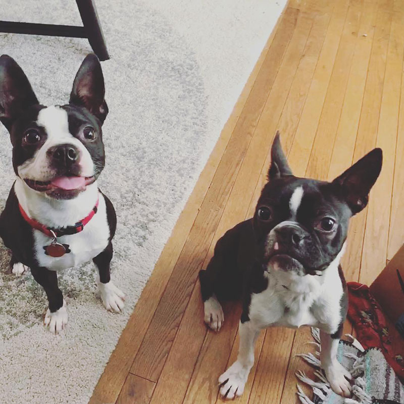Murray and Rocky, two Boston Terriers setting and looking at the camera